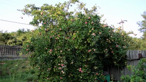 Tree-filled-with-fruit-ready-to-be-picked