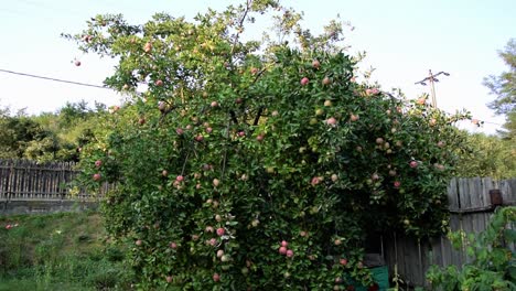 tree filled with fruit ready to be picked