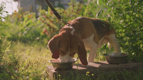 dog on leash eating from metal bowl placed on wooden plank outdoors surrounded by lush greenery, sun reflecting warmly over the garden, another empty bowl beside the dog