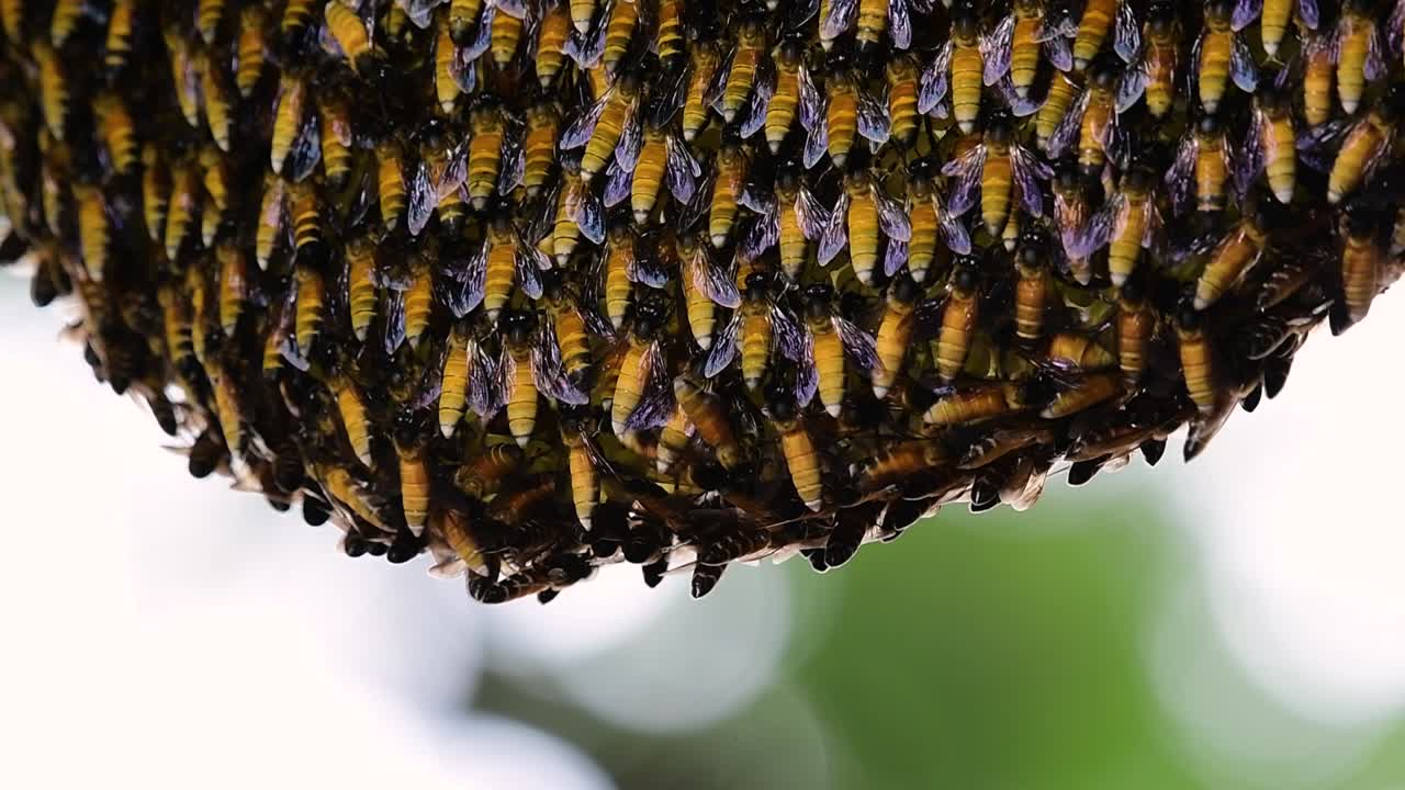 se sabe que las abejas melíferas gigantes construyen grandes colonias de nidos con bolsillos simétricos hechos de cera para almacenar miel como fuente de alimento.