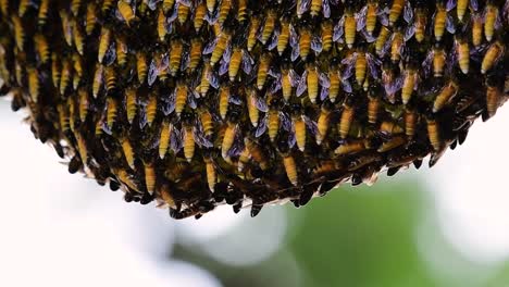 giant honey bees are known to build large colonies of nest with symmetrical pockets made of wax for them to store honey as their food source