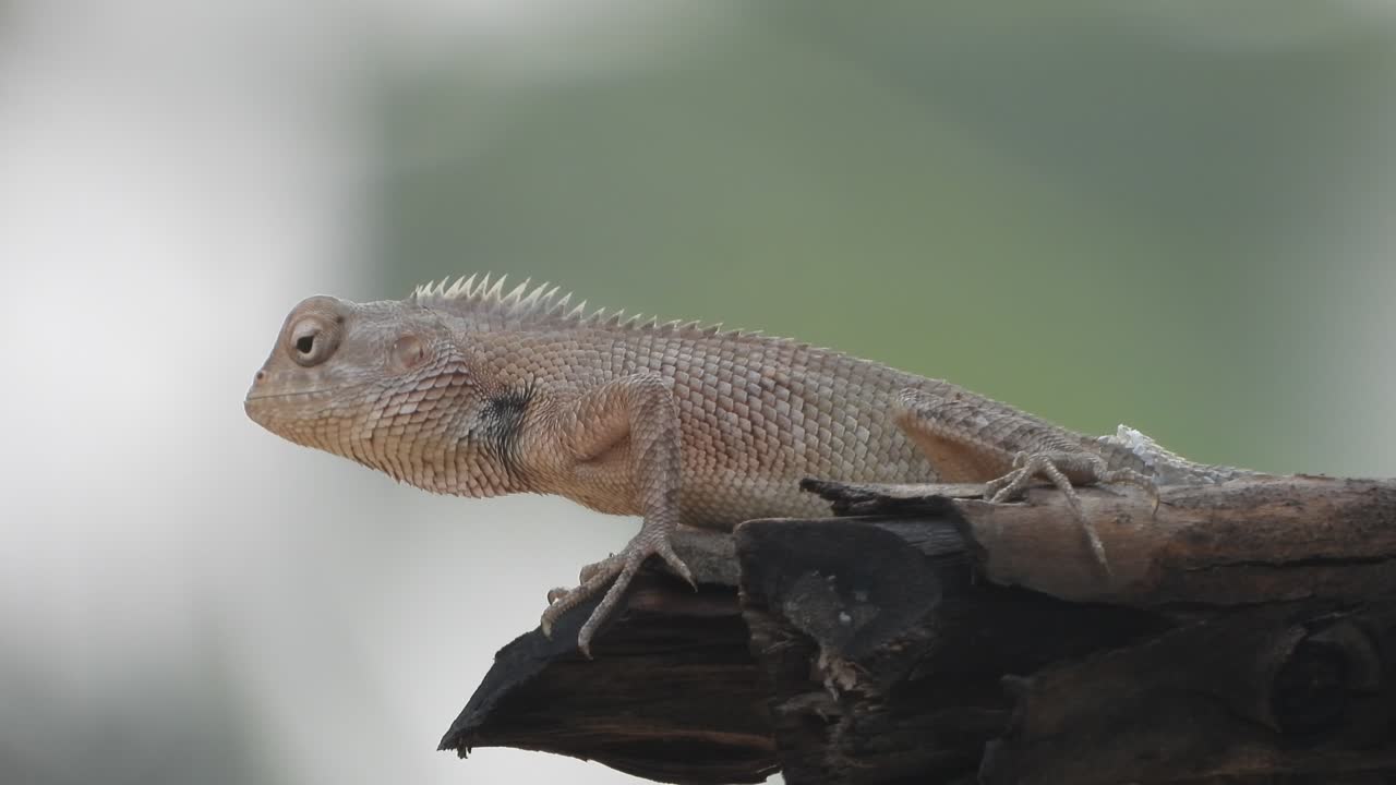 lagarto esperando por los insectos - verde
