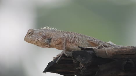 lizard waiting for pry-insects -green