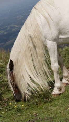 caballo blanco pastando en la cima de una montaña