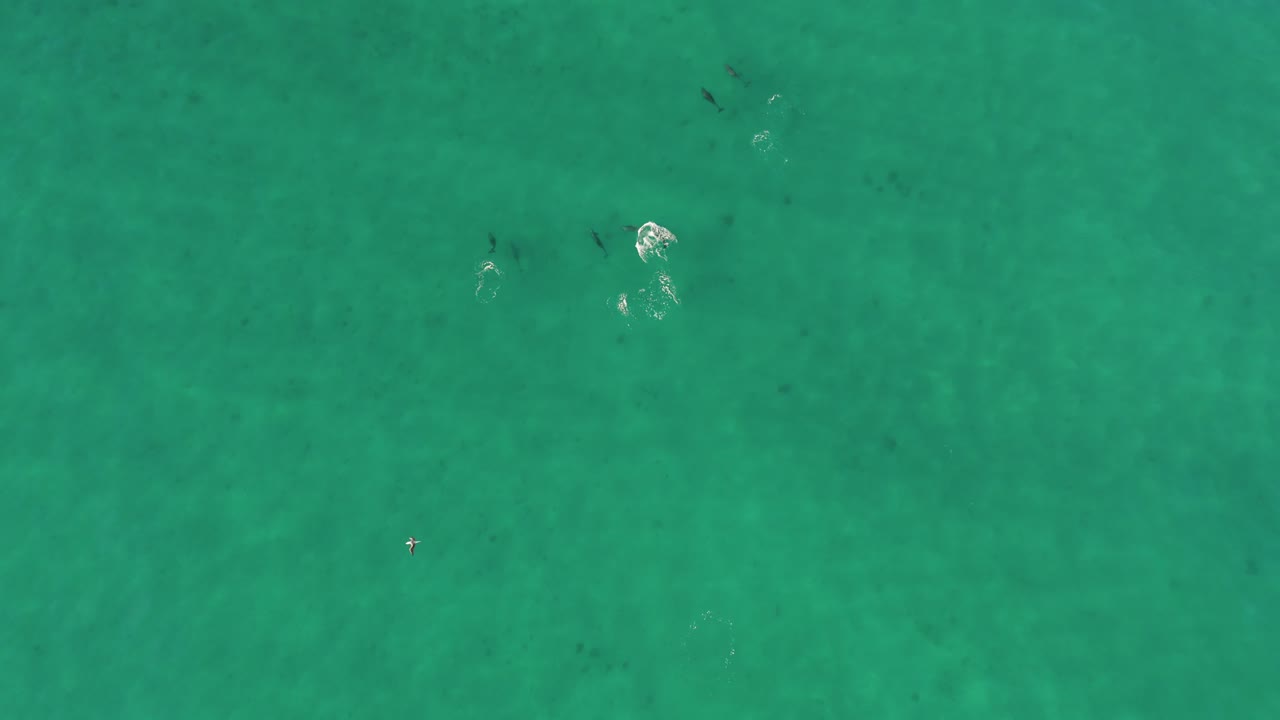 바다 바다에서 수영하는 돌고래의 하향식 공중 드론 샷