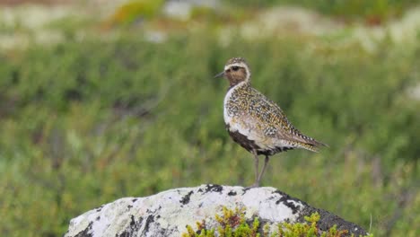 golden plover on a rock