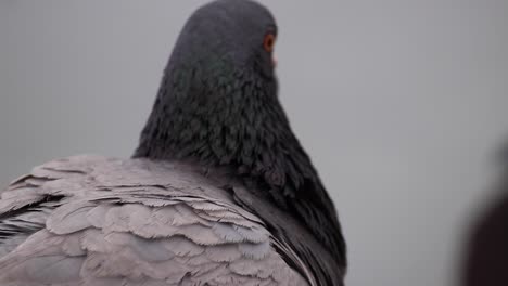 Cerca-De-Palomas-Con-Fondo-Blanco.