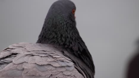 cerca de palomas con fondo blanco.