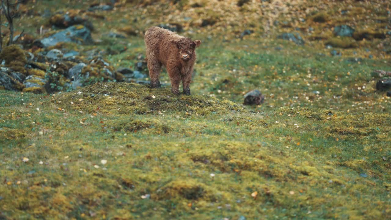 un pequeño y lindo ternero montañés pastando en un campo rocoso, mirando a su alrededor con curiosidad