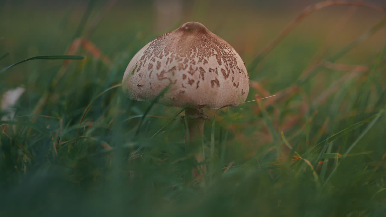 Close up shot of Macrolepiota procera - Parasol mushroom growing in nature in grasses