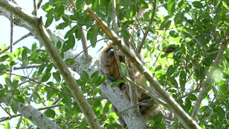 Großer-Caraya-Affe,-Schlafend-Auf-Einem-Großen-Baum,-Zwischen-Den-Zweigen