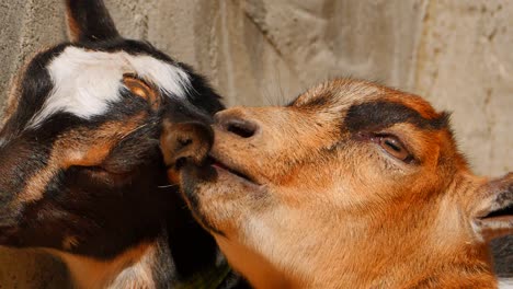 4k baby goats play and nibble each other's ears