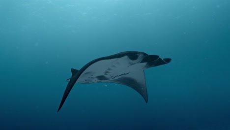 t the renowned cleaning station off rasdhoo atoll in the maldives, giant manta rays glide effortlessly over the coral-covered reef.