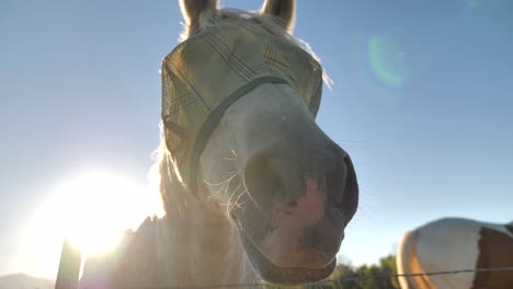 close up of horse wearing mask leaning over fence