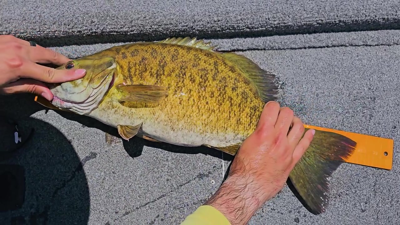 Angler measures a smallmouth bass on a boat deck in bright sunlight, with hands holding the fish, golden scales, orange ruler, and freshwater fishing catch documentation.