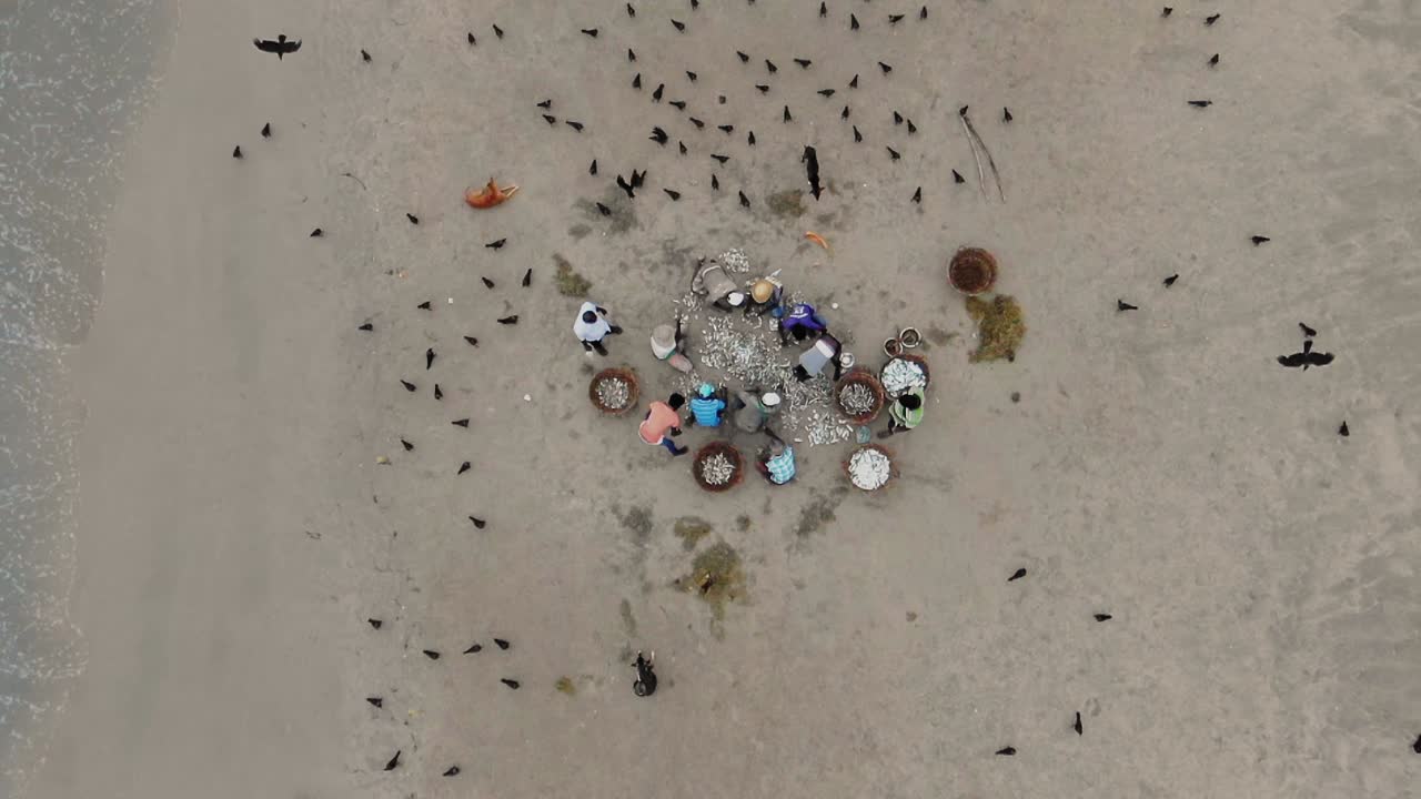 воздушный, уменьшающийся, замедленный, дронный снимок рыбаков, очищающих и вырезающих рыбу на пляже, птицы летают в поисках пищи, недалеко от города тринкомали, в гоканне, в восточной провинции, шри-ланка