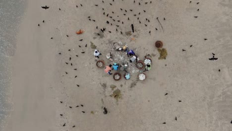 aerial, decreasing, slow motion, drone shot of fishermen cleansing and gutting fish on a beach, birds fly around looking for food, near trincomalee city, in gokanna, in the eastern province, sri lanka