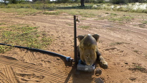 Schwarzmähnenlöwe,-Der-Auf-Dem-Sand-Liegt,-Während-Er-An-Einem-Sonnigen-Tag-In-Botswana-Auf-Der-Plastikflasche-Neben-Dem-Wasserhahn-Trinkt