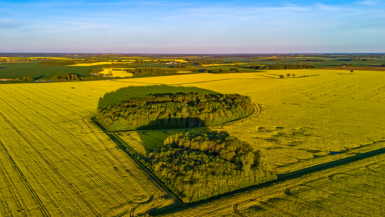 Drone Fly Over Blooming Rapeseed Fields During A Sunny Day. Aerial Shot