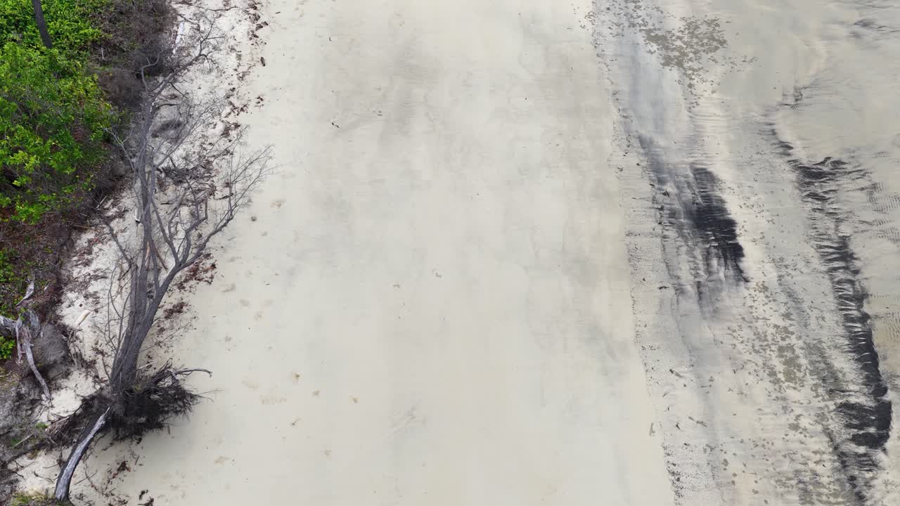 Drone camera glides above a remote sandy beach lined with driftwood, fallen trees, and coastal vegetation under natural daylight, revealing erosion patterns