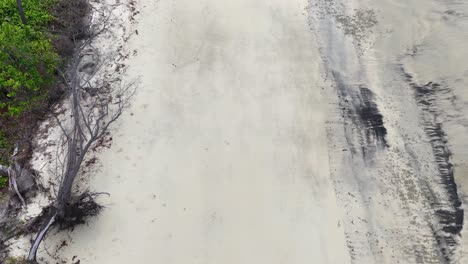 drone camera glides above a remote sandy beach lined with driftwood, fallen trees, and coastal vegetation under natural daylight, revealing erosion patterns