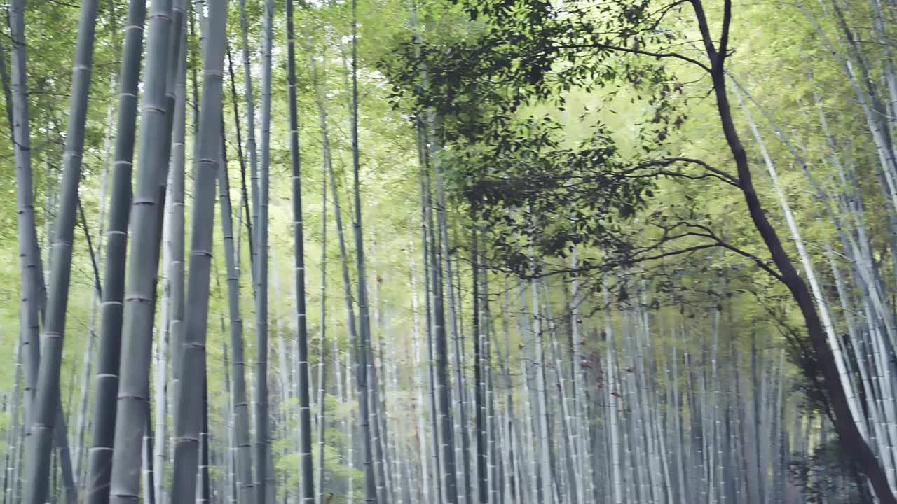 bosque de bambú de kyoto en la temporada de primavera