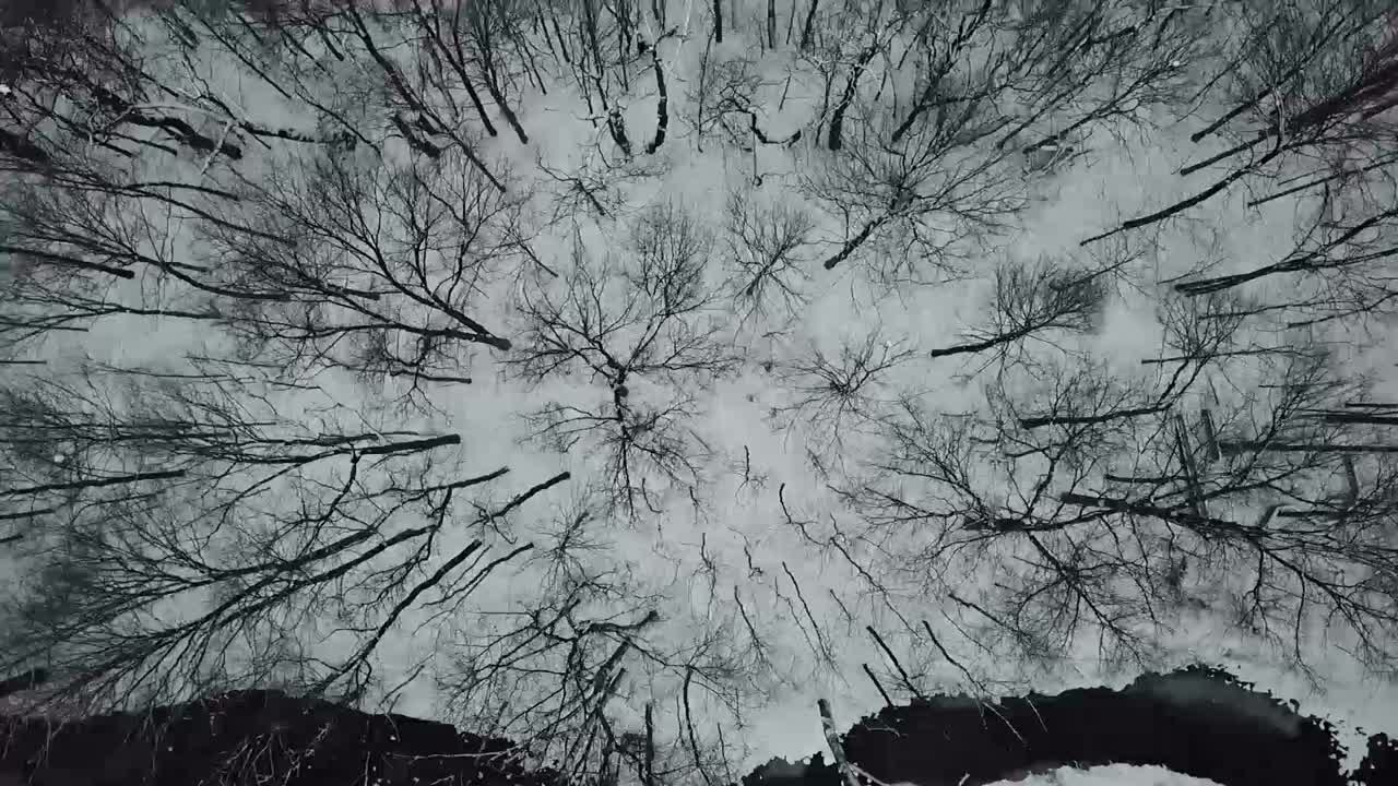 나무 드론 영상