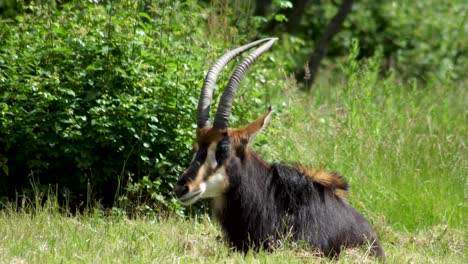 Roan-antelope-older-male-sits-in-the-sun-in-a-lush-green-space