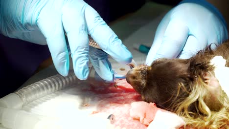 dog teeth cleaning