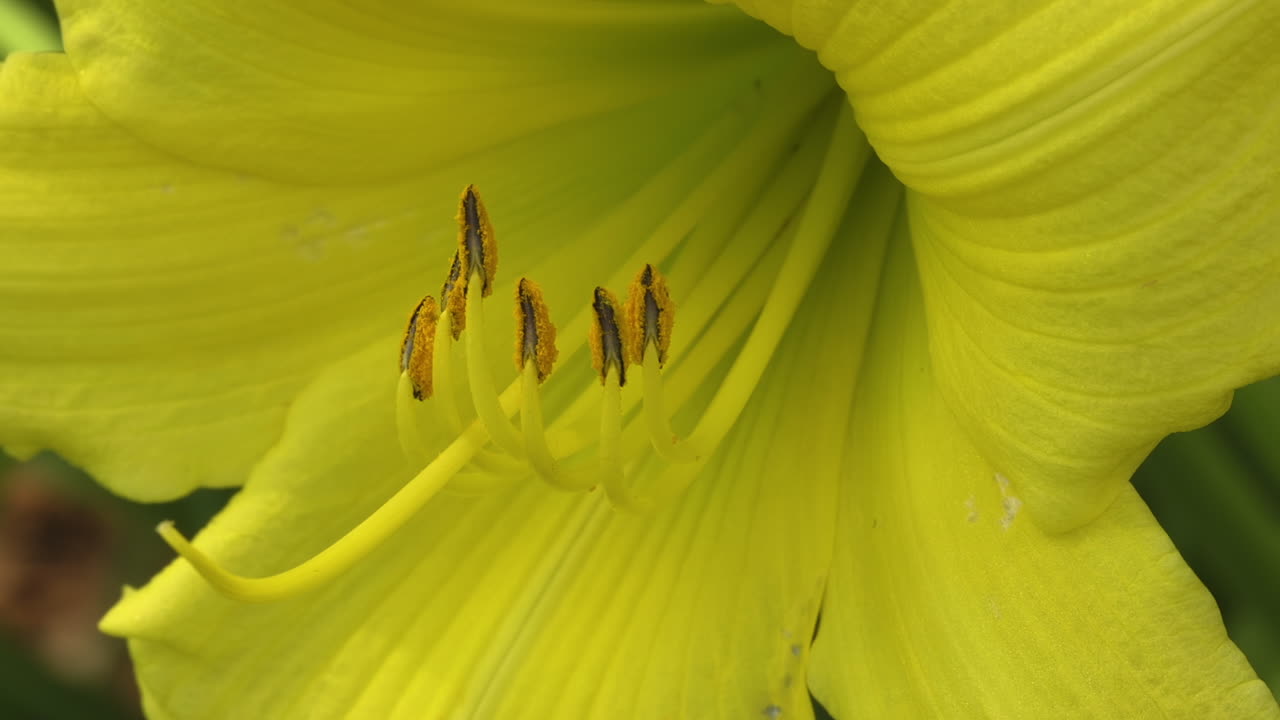 primer plano de flor de lirio de día amarillo, tiro estático de pétalos, pistilo y estambre