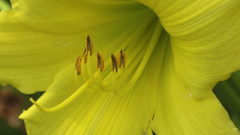 yellow day lily flower closeup, static shot of petals, pistil and stamen