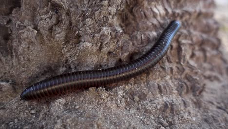 slomo extreme close-up of scary centipede on african ground with shallow depth of field