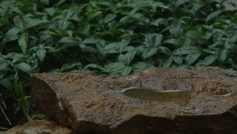 rain on the rocks