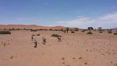 aerial view of antelopes running through the namibian desert on a sunny day