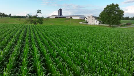 Corn-field-at-rural-American-farm