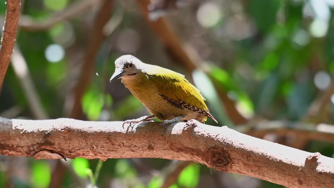 pájaro carpintero de cabeza gris, picus canus, imágenes de 4k, posado en una rama grande mientras se acicala la parte trasera y luego salta al baño de pájaros durante un caluroso día de verano, parque nacional kaeng krachan, tailandia