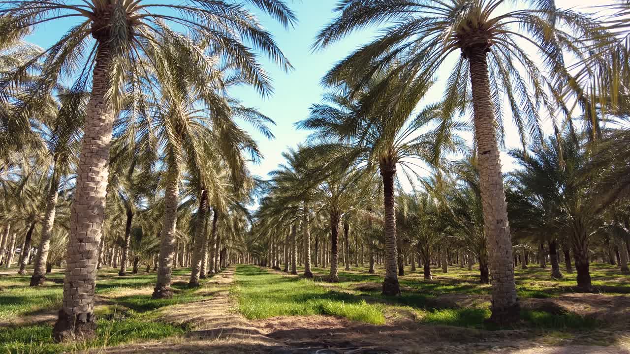 date palm plantation deglet nour with sun rays in the region of biskra algeria