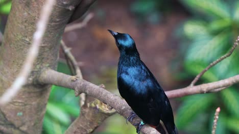 estornino de alas rojas macho, onychognathus morio con plumaje negro brillante, posado en la bracha del árbol, preguntándose con curiosidad alrededor del entorno, tiro de cerca