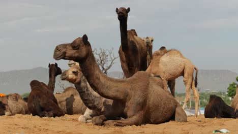 Camellos-En-La-Feria-De-Pushkar,-También-Llamada-Feria-De-Camellos-De-Pushkar-O-Localmente-Como-Kartik-Mela,-Es-Una-Feria-Ganadera-Y-Cultural-Anual-De-Varios-Días-Que-Se-Celebra-En-La-Ciudad-De-Pushkar,-Rajasthan,-India.