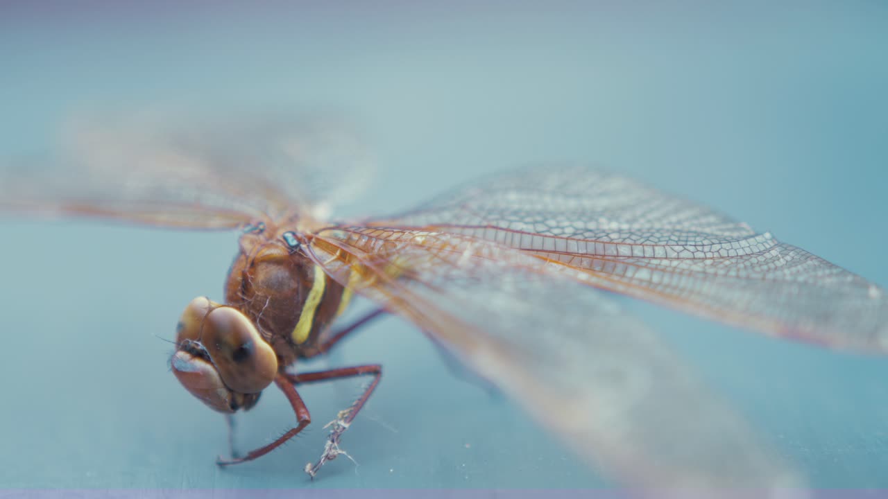 Dragonfly Brown Hawker Aeshna Grandis. Medium close up Wings, RACK FOCUS