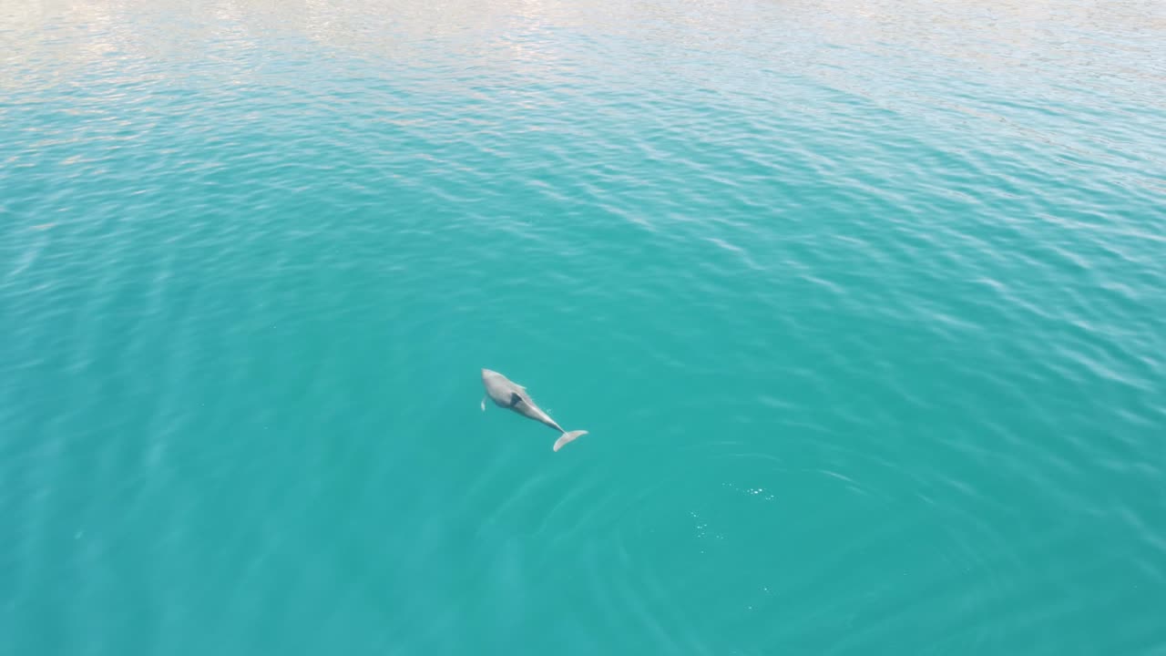 공중에서 볼 수 있는 돌고래들이 천천히 수영을 하고 있는 순수하고 차분한 푸르키즈색 물속에서, 위에서 볼 때 해안선을 따라 이동하는 고유의 해양 포유류 그룹.