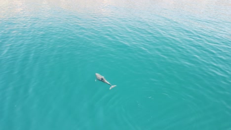 aerial view of the dolphins slowly swimming in crystal clear calm turquoise waters. group of endemic marine mammals migrating along coastline as seen from above