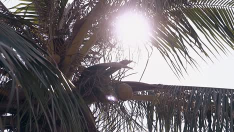 exciting palm with ripe coconut fruits and green leaves