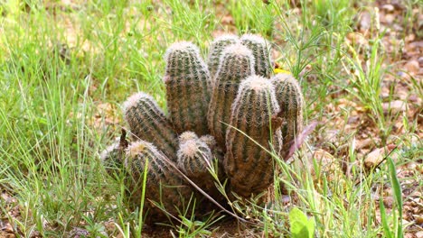 el cactus de encaje echinocereus reichenbachii en texas