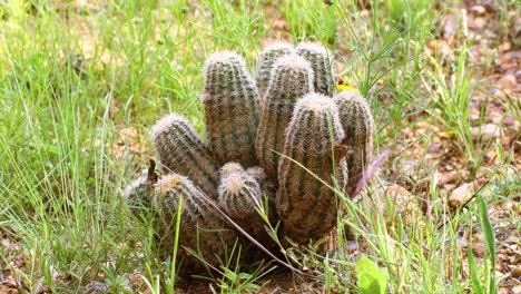 lace cactus echinocereus reichenbachii in texas