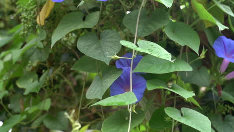 blue morning glory or koali awa or ipomoea