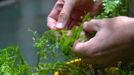 Jardinería-Interior:-Hombre-Manos-Cuidando-Plantas-En-Casa