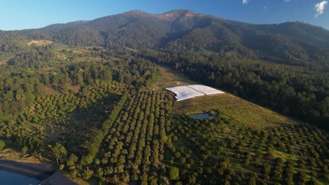 scenic aerial shot of enormous hass avocado ranch within mountains in michoacán mexico