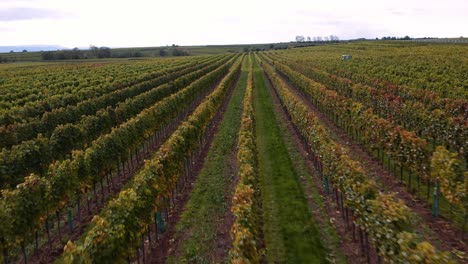 Drohne-Fliegt-Tief-Und-Diagonal-über-Gesunde-Weinberge,-Europa