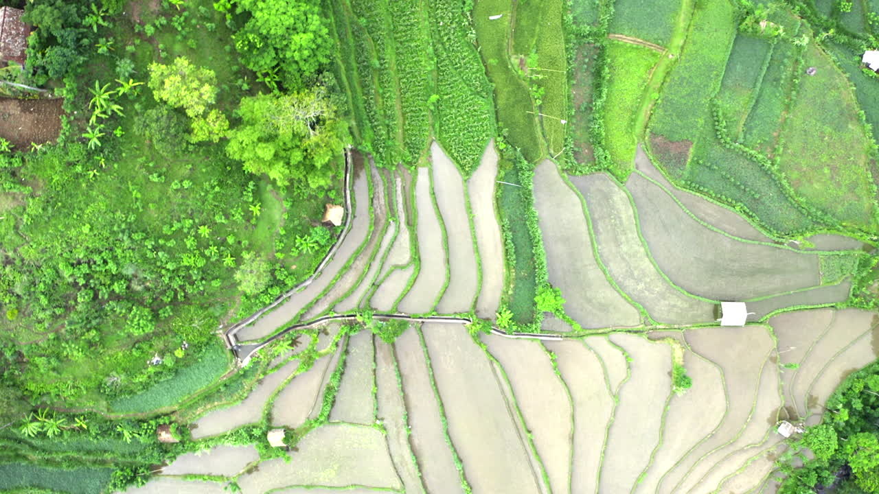 toma aérea de campos de arroz agrícolas, paisaje agrícola de bali